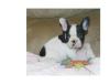 Französische Bulldogge +Papieren,  2 Rüden Abgabebereit abSonntag
