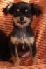 Chihuahua-Minni-Mädchen,  Black n Tan Langhaar