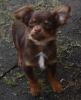 Chihuahuawelpe,  chocolate and tan Langhaar