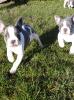 Französische Bulldoggen suche ein neues zu Hause