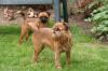 Belgischer Griffon,  Zwerggriffon,  Französische Bulldogge,  kinderlieb,  kein Jagdt