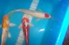 Ihr Fachhändler im Norden für Japan Koi,  Israel Koi,  Biotopfische,  uvm vom Koi C