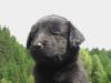 Hundetrainer-Ausbildung per Fernstudium,  im schönem Chiemgau oder aber direkt be