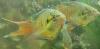 Paradiesfisch,  Makropode (Macropodus opercularis)
