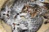 Bengal Kitten , Bengal Katzen