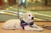 Ausbildung von Diabetikerwarnhunde,  PTBS Hunde, Epilepsieanzeigehunde