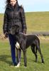 Deutsche Dogge VDH/ DDC