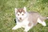 Liebe Siberian Husky Welpen ab 13.01.2014