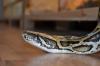 Suche x.X.x Tigerpython (Python molurus bivitattus)