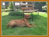 Rhodesian Ridgeback Welpen Wurfankündigung Sommer 2014