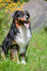 Ausdrucksvoller Australian Shepherd Deckrüde