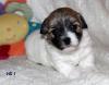 Wunderschöne  Coton de Tulear Welpen  geb. 27, 3, 2014  mit  VDH  Papieren  