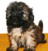 Shih-Tzu/ Malteserwelpen zu verkaufen