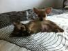 Chihuahua Welpen Mini