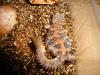 Uromastyx ocellata - geschmückte Dornschwanzagame