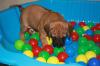 Rhodesian Ridgeback Welpen