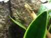 0.0.3 Phelsuma Laticauda Laticauda abzugeben (Goldstaubtaggecko) DNZ 05/ 14