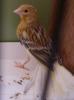 Kanarienvogel vermißt,  entflogen