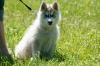 wunderschöner Husky-Welpe / weiblich 10 Wochen mit VDH/ FCI-Papieren sucht liebevo