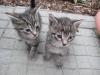 Niedliche grau-getiegerte Kater