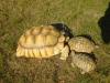 0.1 Sulcata,  25 Jahre,  53 cm