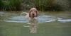Goa English Setter Hündin Welpe