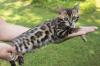 Bengal Kitten,  Bengalkitten,  weiblich