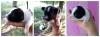 2 reinrassige Papillon Hunde suchen ein neues Zuhause geb 23.5.2014