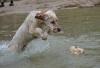 English Setter Welpe Rüde geb. 28.01.2014 sehr verschmust und anhänglich