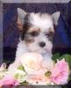 Süßer,  sehr kleiner Biewer Yorkshire Terrier Rüde Welpe