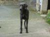 Blauer Weimaraner Samy 15 Monate