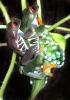 Ebook: Der Rotaugenlaubfrosch   Biologie,  Terrarienhaltung,  Nachzucht