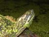 Wasserschildkröten - Raum Kassel /  Hannover /  Bodensee