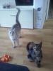 liebe volle katzen abzugeben