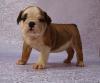 Englische Bulldogge,  Sie suchen Ihren Traumhund?