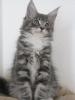 schöne typvolle Maine Coon Kitten mit Stammbaum
