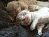 Reinrassige BKH Kitten ,  Katzenbaby   Kater & Katze  