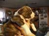 Staffordshire terrier