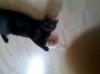 Vermisst Schwarzer Kater Charly in 63808 Haibach -Umgebung seit 30.06.2014 !!!
