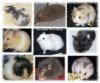 Hamster ( Goldhamster /  Teddyhamster ) aus Hobbyzucht