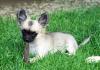 Chihuahuawelpe Vergil of my Little Snaftis (VDH/ FCI)
