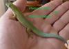 Palmentaggecko Phelsume dubia 