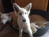 Weißer Schäferhund,  Junghund,  Familien- und Kinderhund
