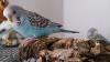 Sitzbrett aus Kork für Wellensittiche,  Nymphensittiche und andere Vögel 