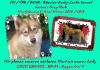 Siberian-Husky-Wurfplanung Winter 2014/ 2015 aus FCI /  VDH /  DCNH Zuchtstätte Car