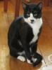 Katze /  Kater seit 29.80.2014 vermisst /  entlaufen /  gesucht in 63526 Erlensee
