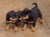 Rottweiler-Welpe,  Hündin,  11 Wochen alt,  mit ADRK-Papieren