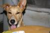 Boyle (Windhung Mix) sucht treue Seele Partner für weiteres Leben