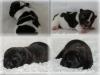Französische Bulldoggen Welpen/ Babys aus deutscher seriöser zucht