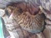 geliebte Katze rübi Wirt vermisst